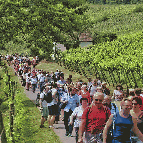 saale-weinmeile